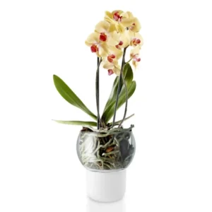 Eva Solo Självvattnande blomkruka 15 cm, för orkidéer, glas
