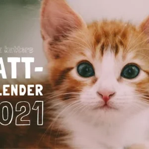 Roliga katters kattkalender 2021 1 stk